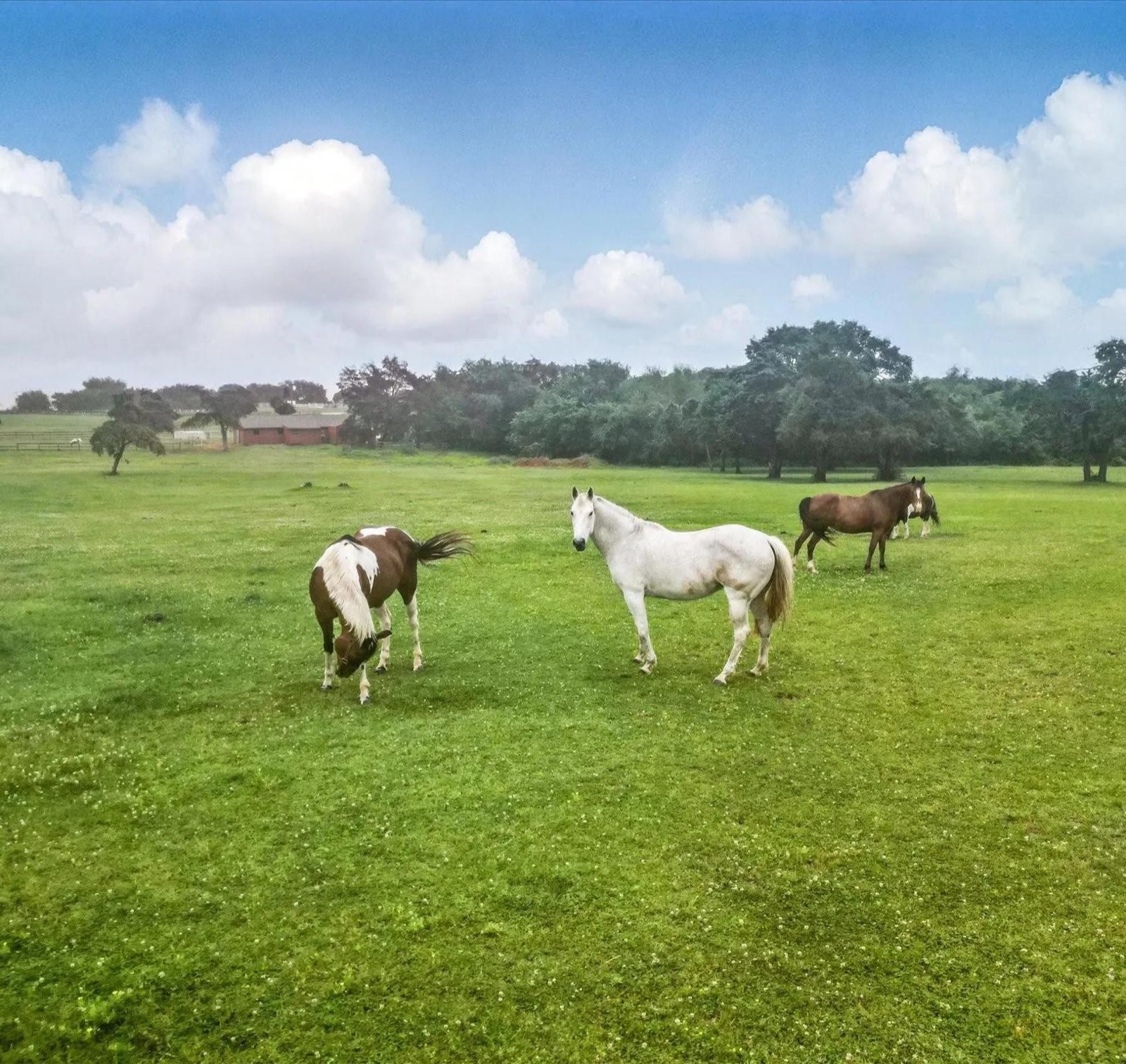 Horses in the pasture
